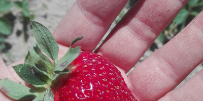 I will sell fresh strawberries, grown in an ecological