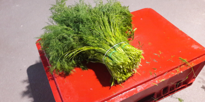 The dill is about 30 cm high. Per kg