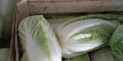We have the highest quality fresh white cabbage already