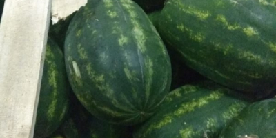 beautiful watermelons quantities truck greece (prestigefruityparadise@gmail.com)