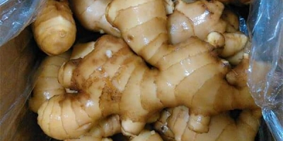 Wholesale price of organic fresh premium ginger We are
