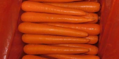 Varietà di carote: Carote Tipo: Common Certification 9001 Colore:
