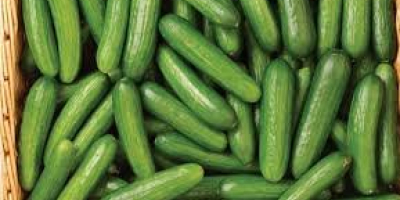 Specifications of fresh cucumber From Cyprus STAGE 1 SGS
