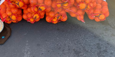 Fresh Fresh Orange for sale Sizes: 44/48/56/64/72/80/88/100/113/125 Gasket: Standard
