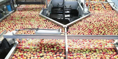 We export apples such as Fuji, Golden Delicious, Granny