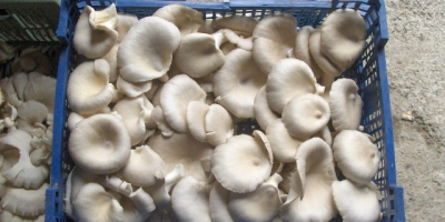 year-round cultivation of oyster mushrooms will establish a permanent