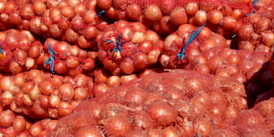 fresh onion: packaging: 10 kg / 20 kg bag