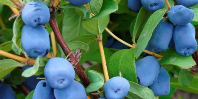 I will sell Kamchatka blue - Wojtuś variety. Fruits