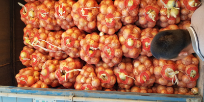 Onions ideal for processing (for peeling), from the 2019