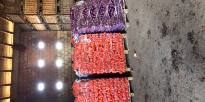 Old carrots from cold store washed, packed and ready