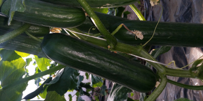 I will sell long greenhouse cucumber from my own