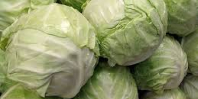 Fresh green cabbage Size: 500-1000g, 1000-1500g, 1500-2000g, 2000g-3000g, 3000g