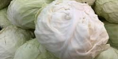 Fresh green cabbage Size: 500-1000g, 1000-1500g, 1500-2000g, 2000g-3000g, 3000g