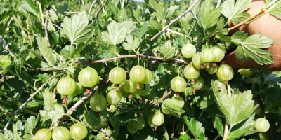 I will sell a nice healthy green gooseberry macurines