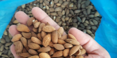 Almond from Uzbekistan. Large and small wholesale almonds in