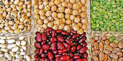 Chickpeas, beans, sesame, mash Fresh-Food-Export LLC offers wholesale supplies