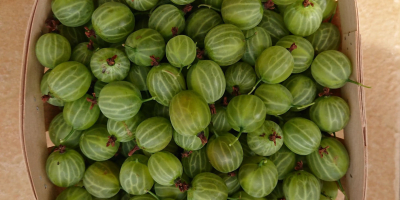 Sell gooseberries 20-25 tons, variety Mucurines, nice, thick fruit