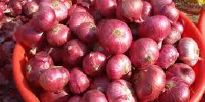 Fresh onion Size 5-7 cm, 7-9 cm and so