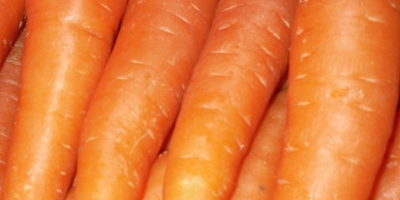 Frische Karotten zu verkaufen. Größe: S, M, L, 2L,