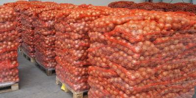 Fresh onions Sizes 5-7 cm, 7-9 cm and so