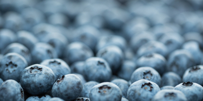 fresh blueberries in bulk 4kg/tray