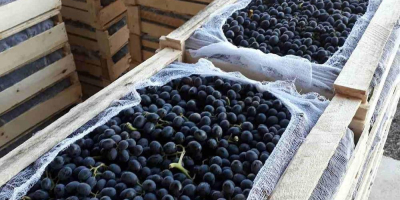 Sales of grapes. Uzbekistan is the production country. Very