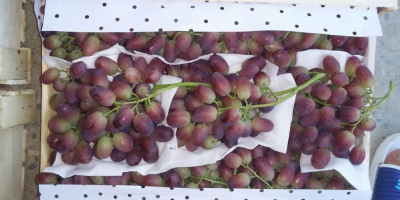 Sales of grapes. Uzbekistan is the production country. Very