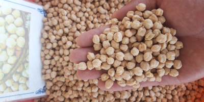 I will sell chickpeas (Iranian yellow) from Uzbekistan. Quality
