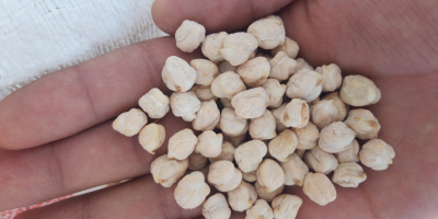 I will sell chickpeas (Iranian yellow) from Uzbekistan. Quality