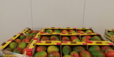 I will sell mango wholesale quantities. Sizes from 5