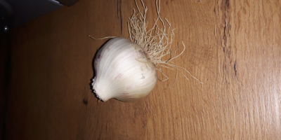 I will sell winter garlic digging garlic near July