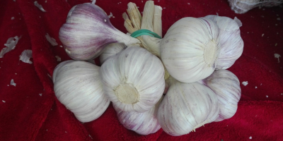 I will sell healthy garlic peeled in a caliber