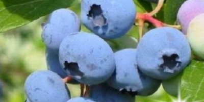 I have to sell the blueberry fruits of the