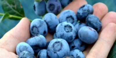 I have to sell the blueberry fruits of the