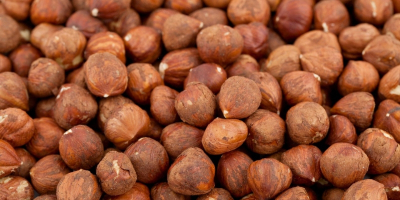 Selling peeled hazelnuts. The harvest of 2018. Kolibr from