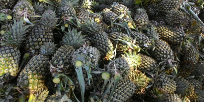 Size 300 grams yellow sweet quality guaranteed first-class pineapple