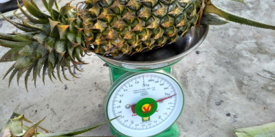 Size 300 grams yellow sweet quality guaranteed first-class pineapple