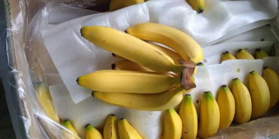 Termék: Cavendish Banana Pulp To Tip Hosszúság: 18-25 cm