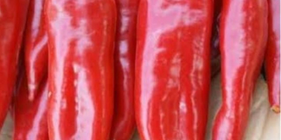 Продаја црвене паприке Поријекло робе Турска Врло добра квалитета