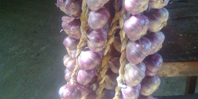 I have for sale harnaś garlic, garlic comes from