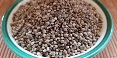 Hemp seed (Sativa) grade USO31 large, whole, mature hemp