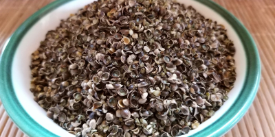 Hemp seed (Sativa) grade USO31 large, whole, mature hemp
