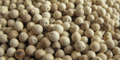 Natural spice white pepper This supplier also supports L/C,D/P,T/T