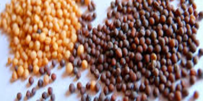 Best Selling White / Black / Yellow mustard seed