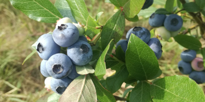I will sell blueberry fruit from our own organic