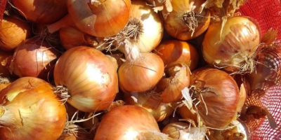For sale onions Excellent quality Price per kg 0,26