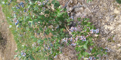 Hello, I have to sell American blueberries, blucrop, blugold,