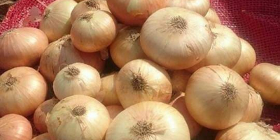 Yellow onion for sale at a price of 2.10