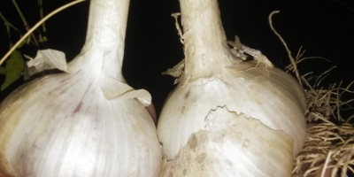 Sell Liubasa garlic 4-5 tons