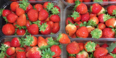 Erdbeere, 500 g, ich Klasse, schön, frisch, polnisch, Abholung